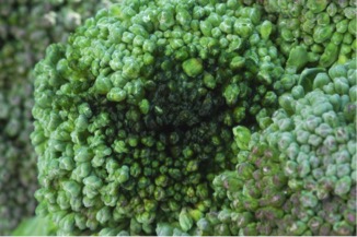 SPRINGTIME MEANS BROCCOLI HEAD ROT TIME