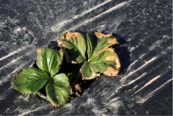 ABIOTIC DAMAGE ON STRAWBERRY MIMICKING FUNGAL DISEASE