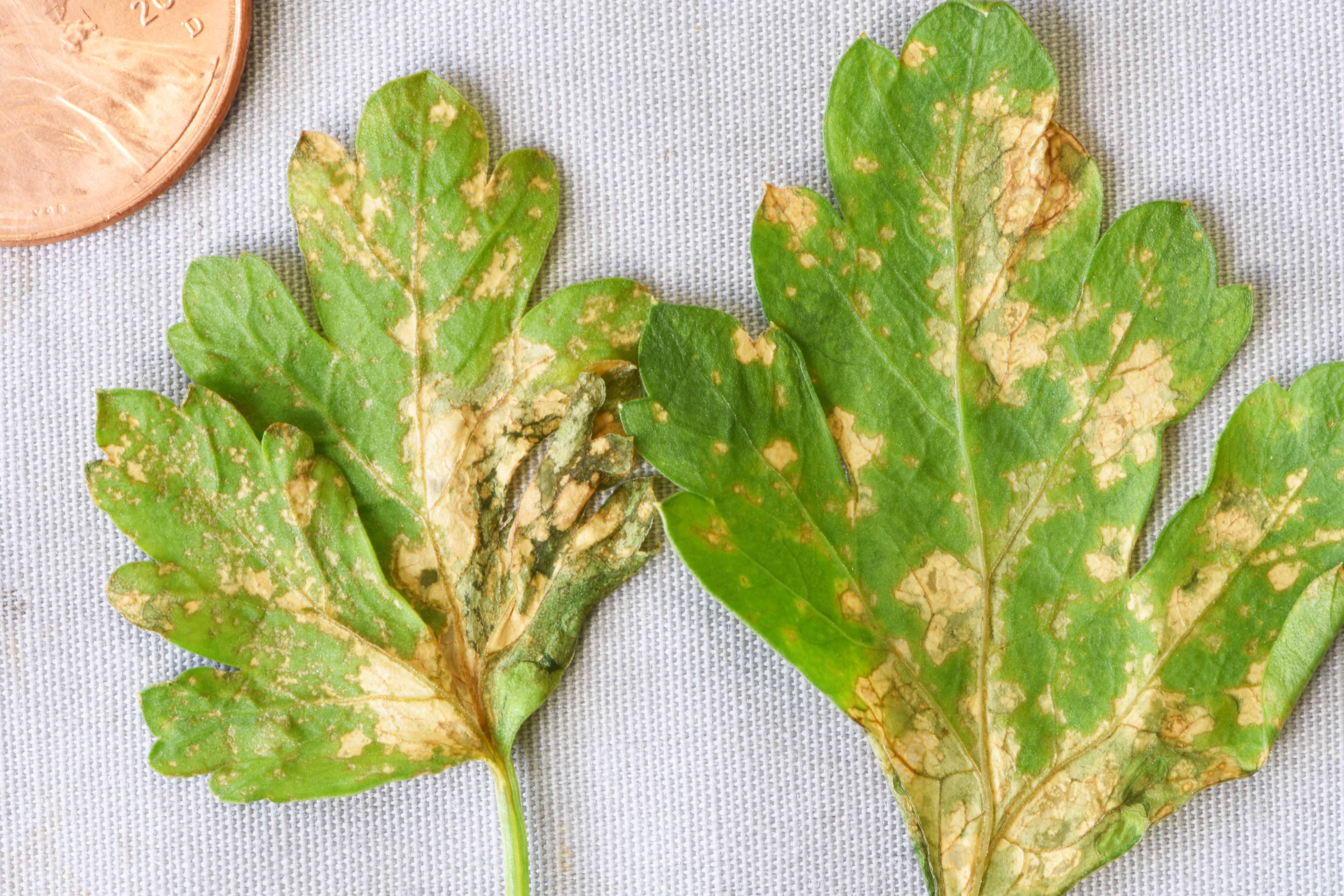 Bacterial Leaf Spot of Parsley: 2018 Outbreaks