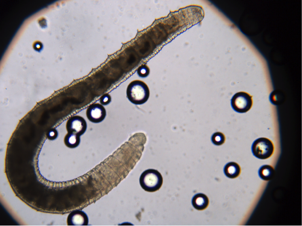 SMALL WHITE WORMS IN FIELDS DO NOT ATTACK CROPS