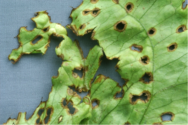 SPRING RAINS MAY CAUSE ANTHRACNOSE PROBLEMS FOR LETTUCE