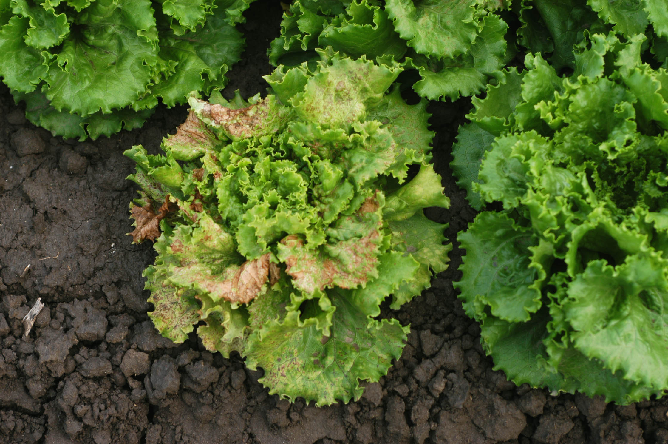 OUTBREAKS OF IMPATIENS NECROTIC SPOT VIRUS ON LETTUCE