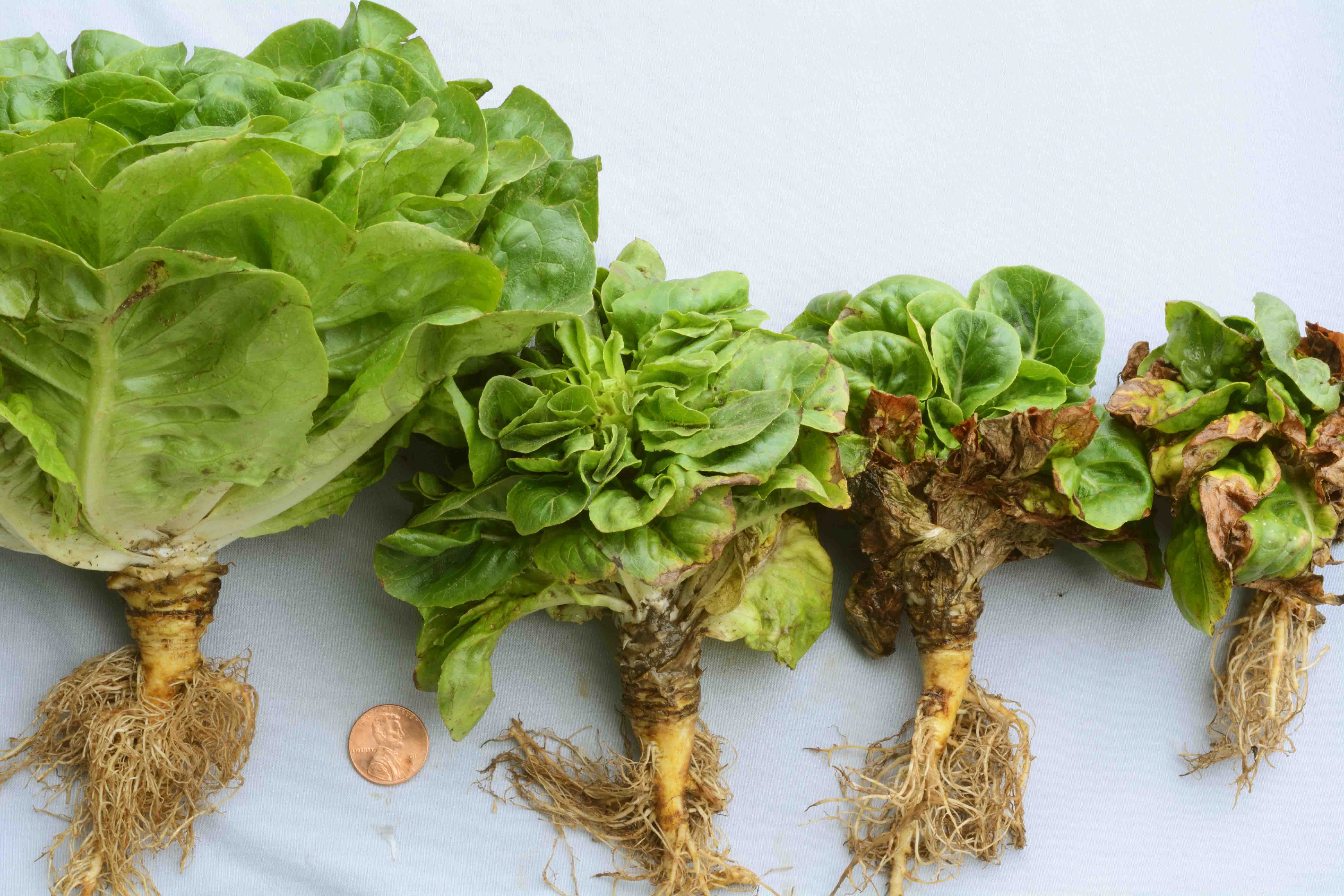 LETTUCE FUSARIUM WILT CONTINUES TO CAUSE CONCERN