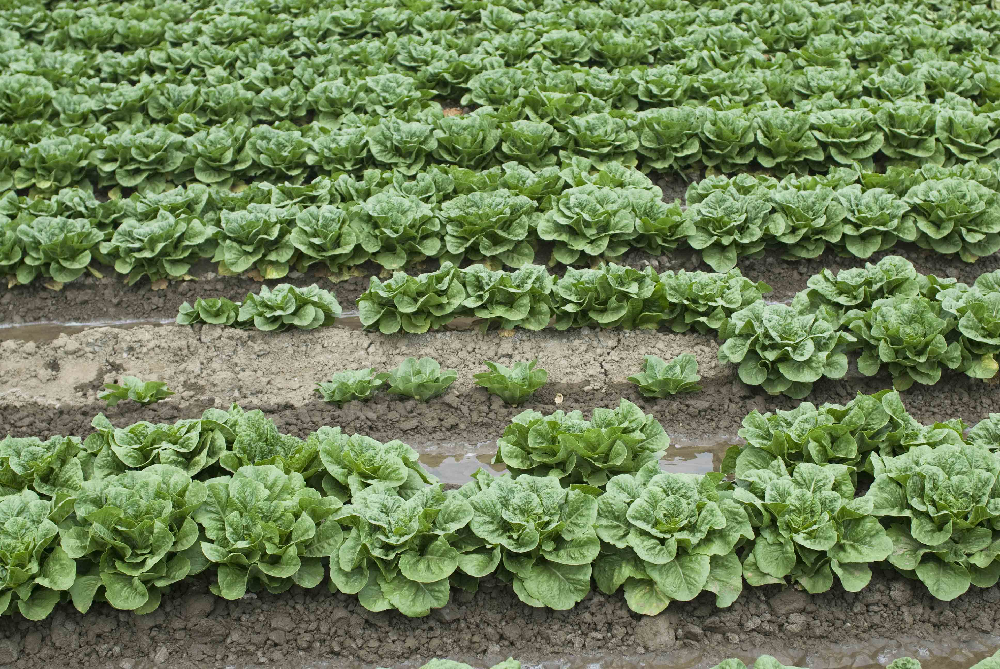 BLACK ROOT ROT OF LETTUCE BECOMING MORE COMMON IN CALIFORNIA