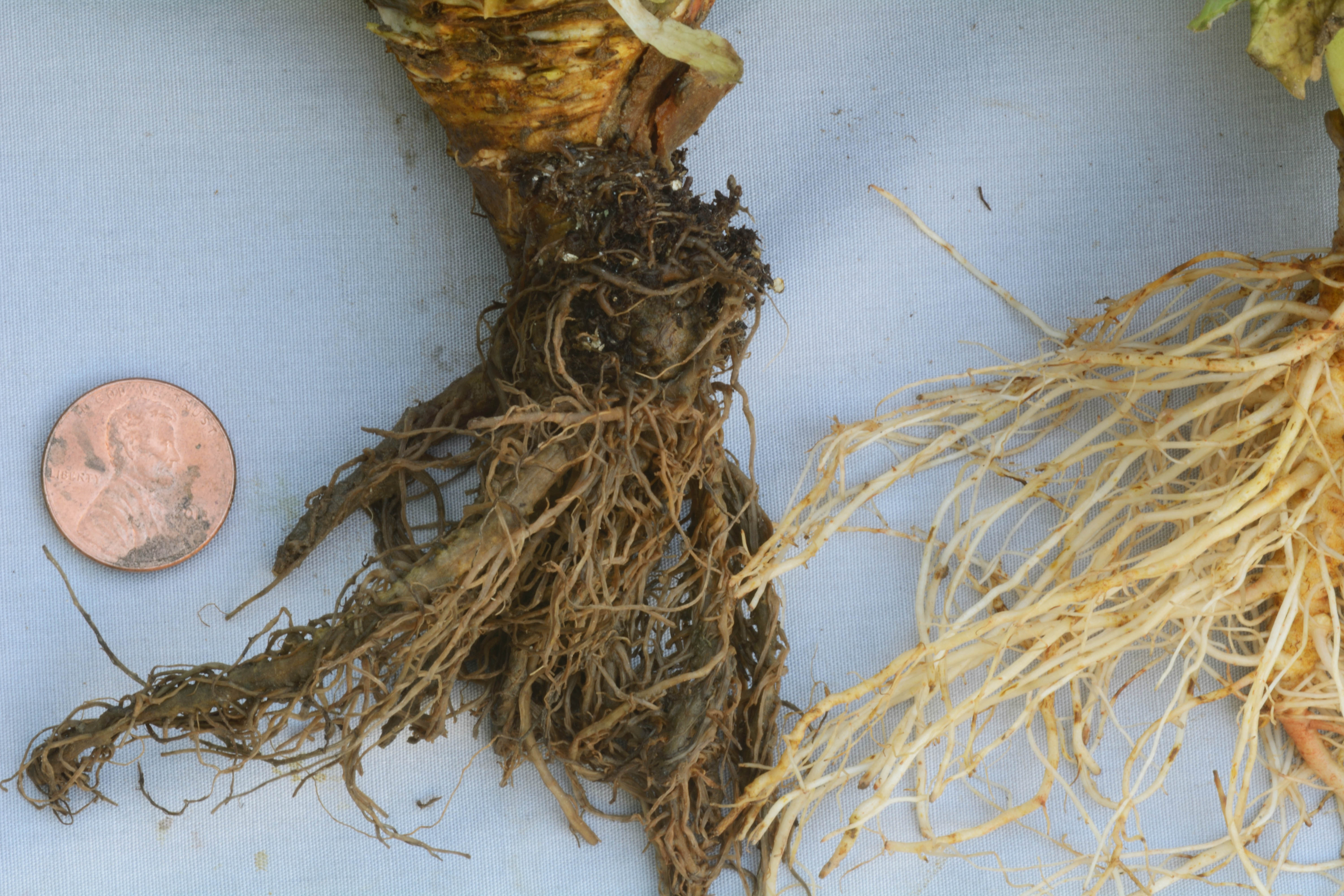 PYTHIUM WILT: MAIN ROOT ROT DISEASE OF LETTUCE