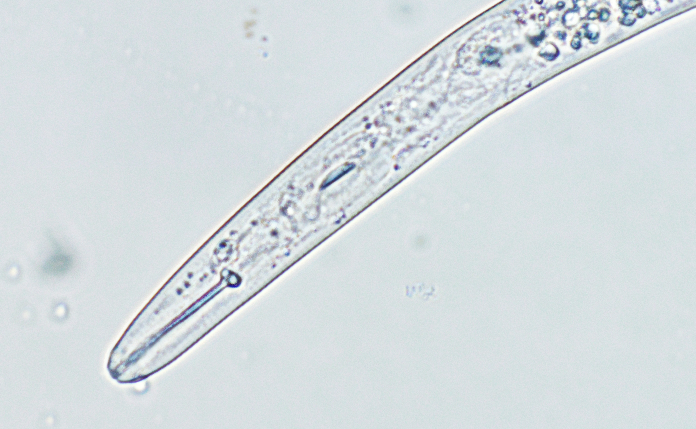 INTRODUCTION TO PLANT PARASITIC NEMATODES: 2. WHAT ARE PLANT PARASITIC NEMATODES?