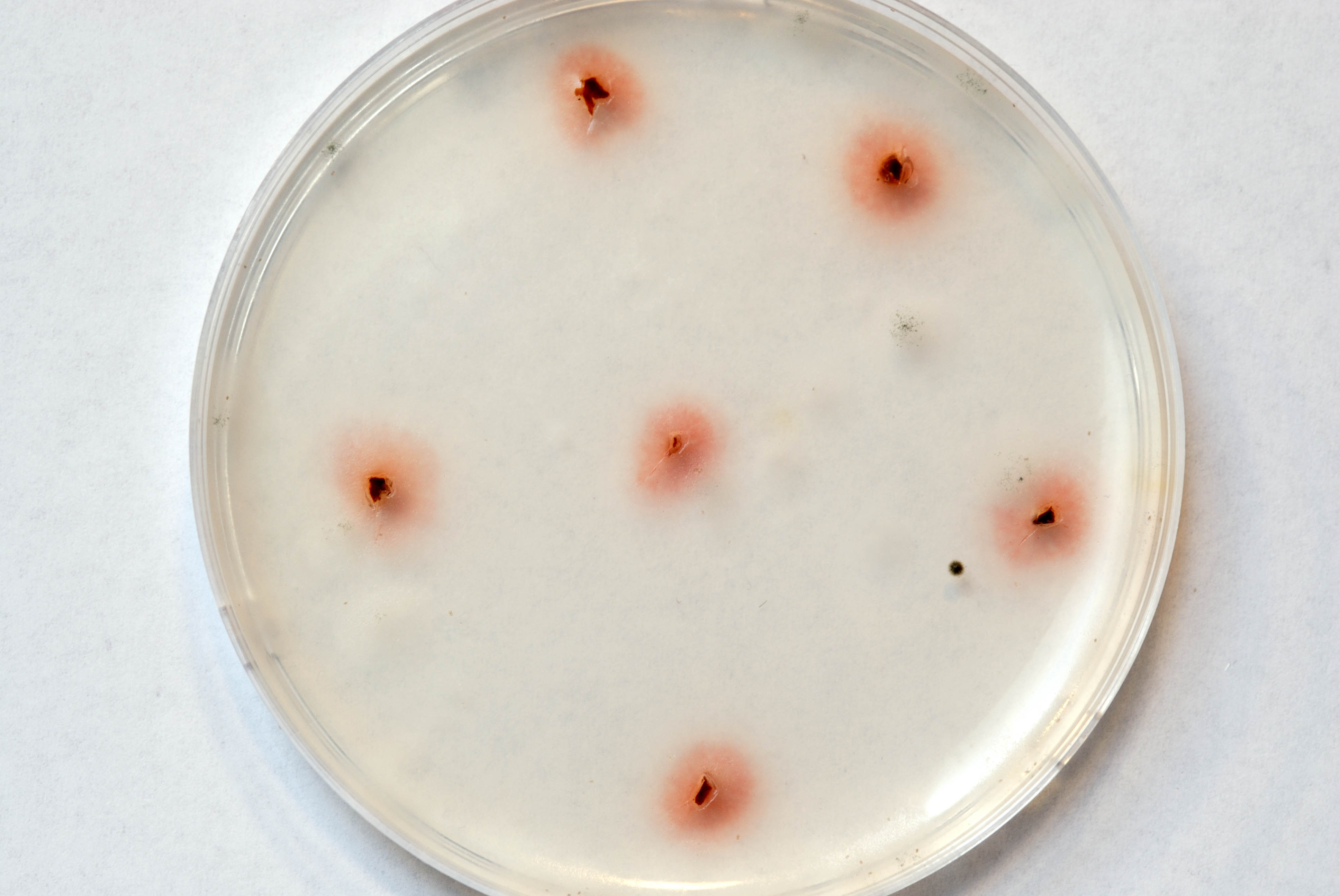 TECHNICAL ARTICLE ON FUSARIUM WILT OF STRAWBERRY PUBLISHED