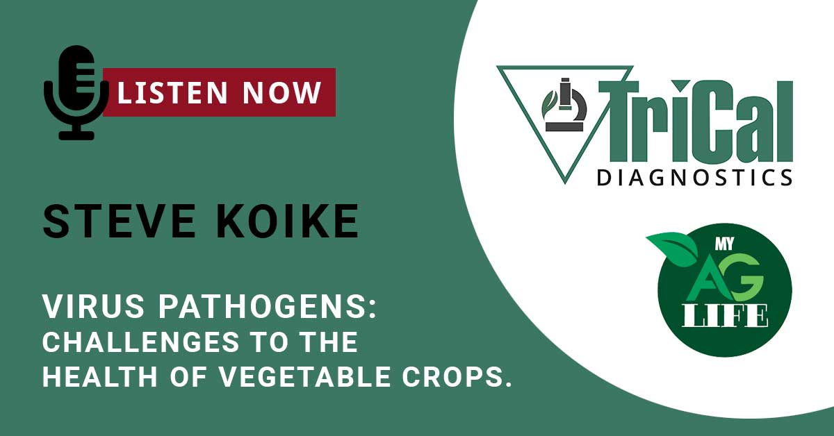 Podcast: Steve Koike discusses Virus Pathogens